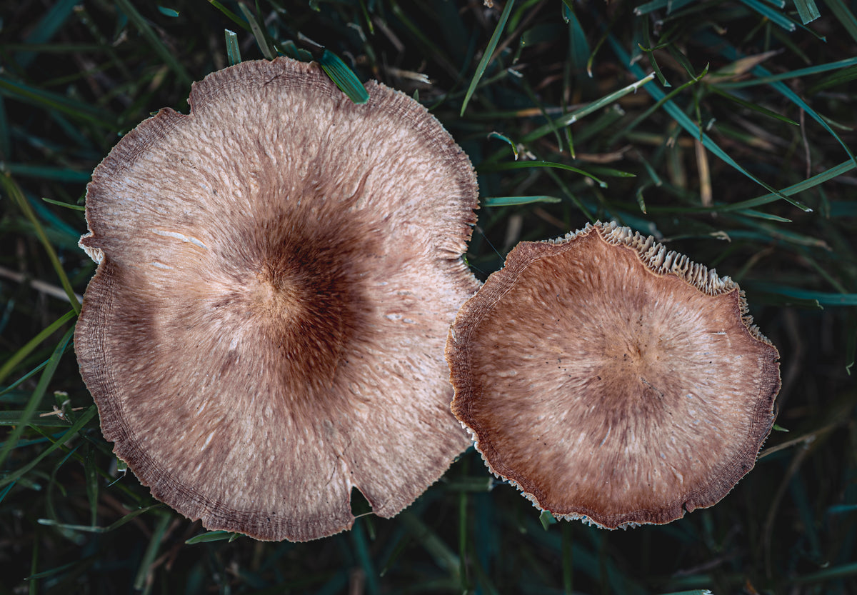 Antique Caps - Digital Download