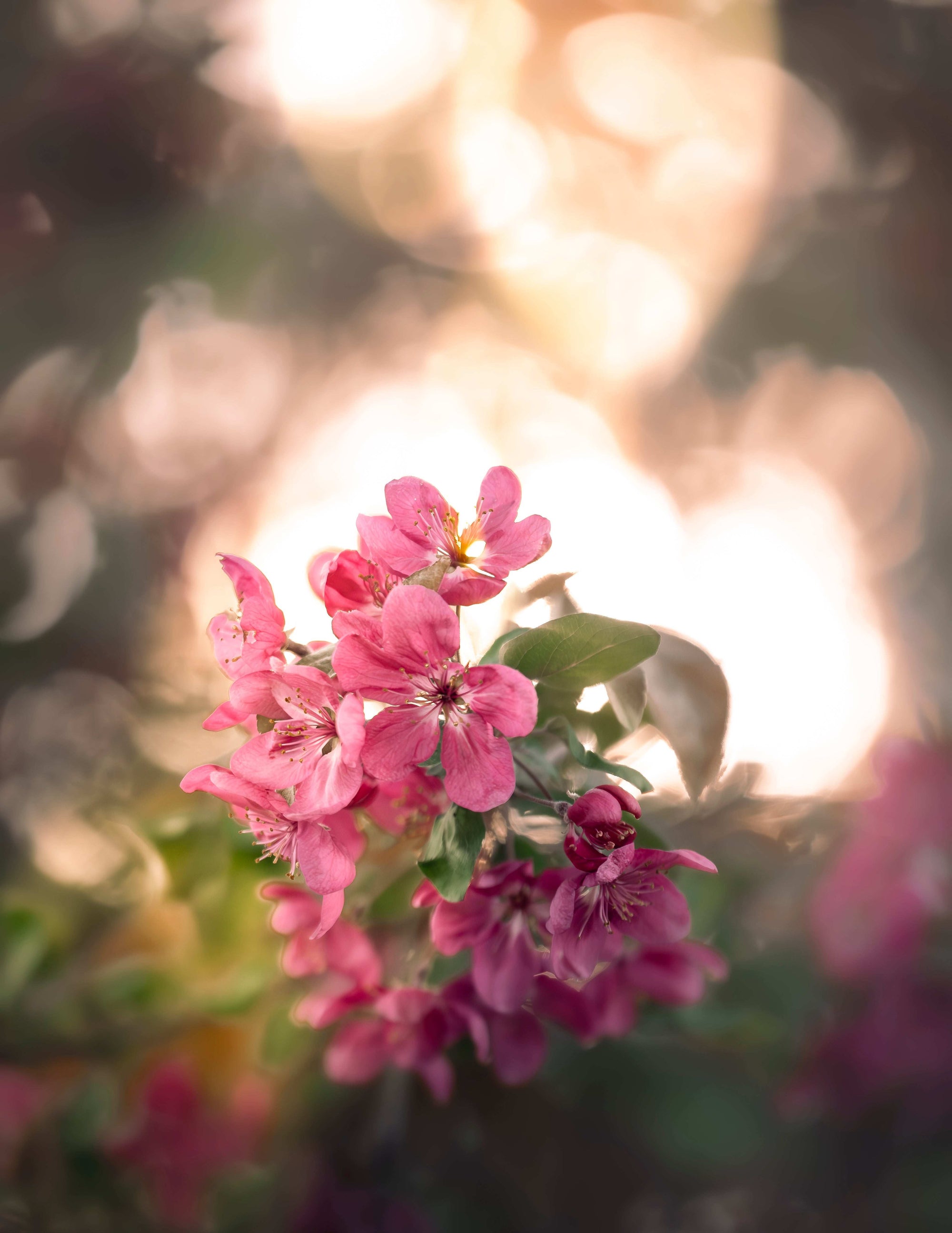 Close-up of pink flowers with a blurred background