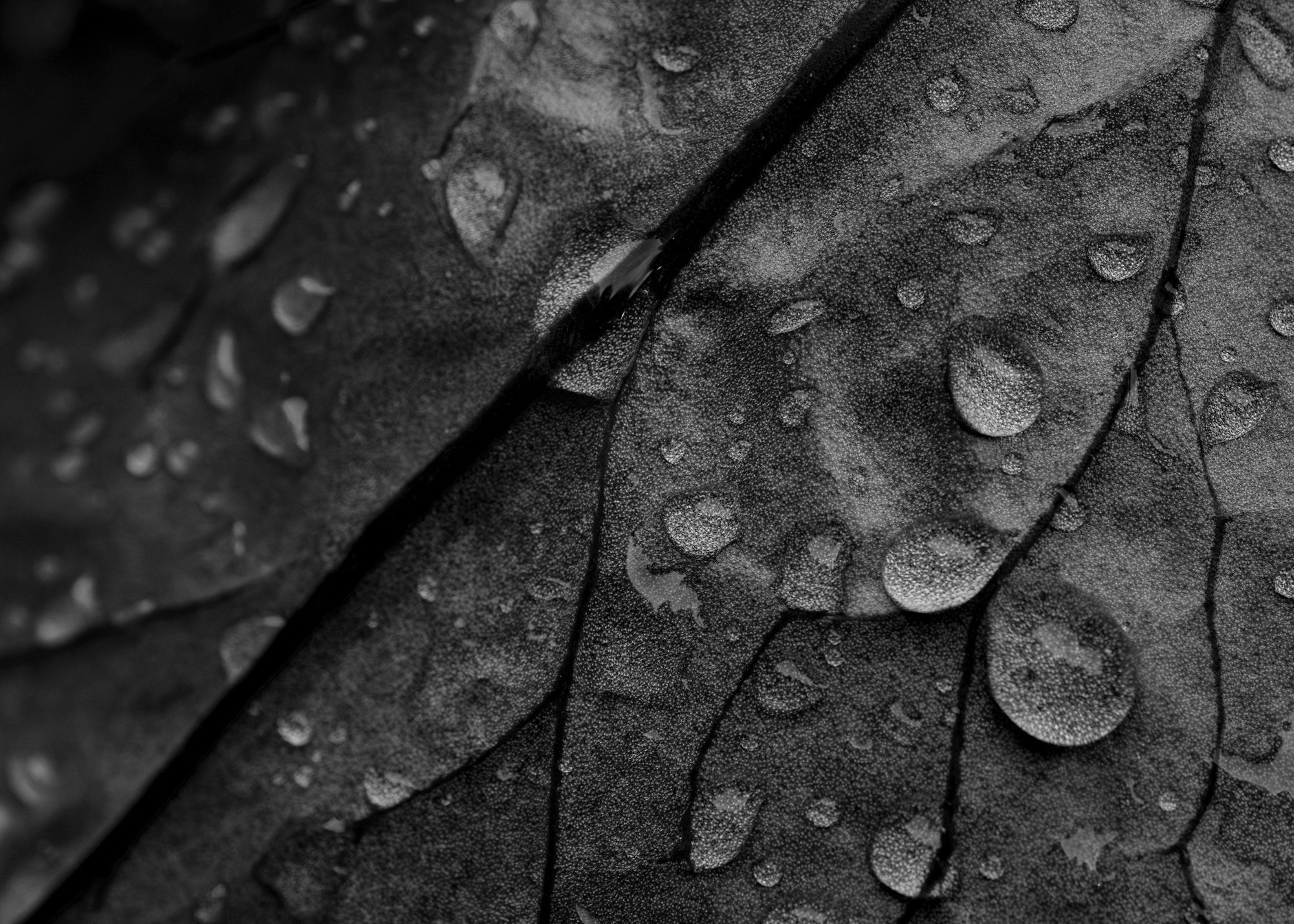 Splashed - Digital Download