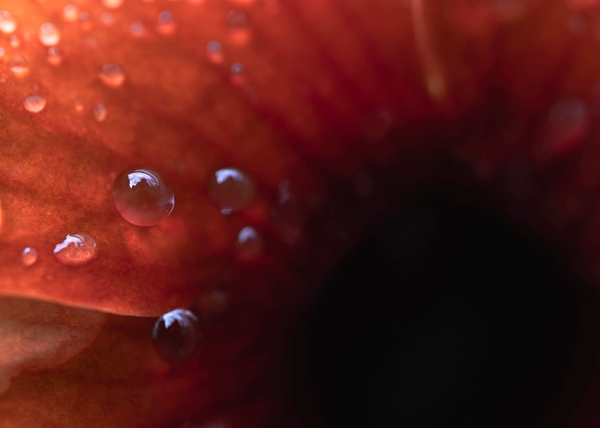 Close-up of water droplets on a red flower