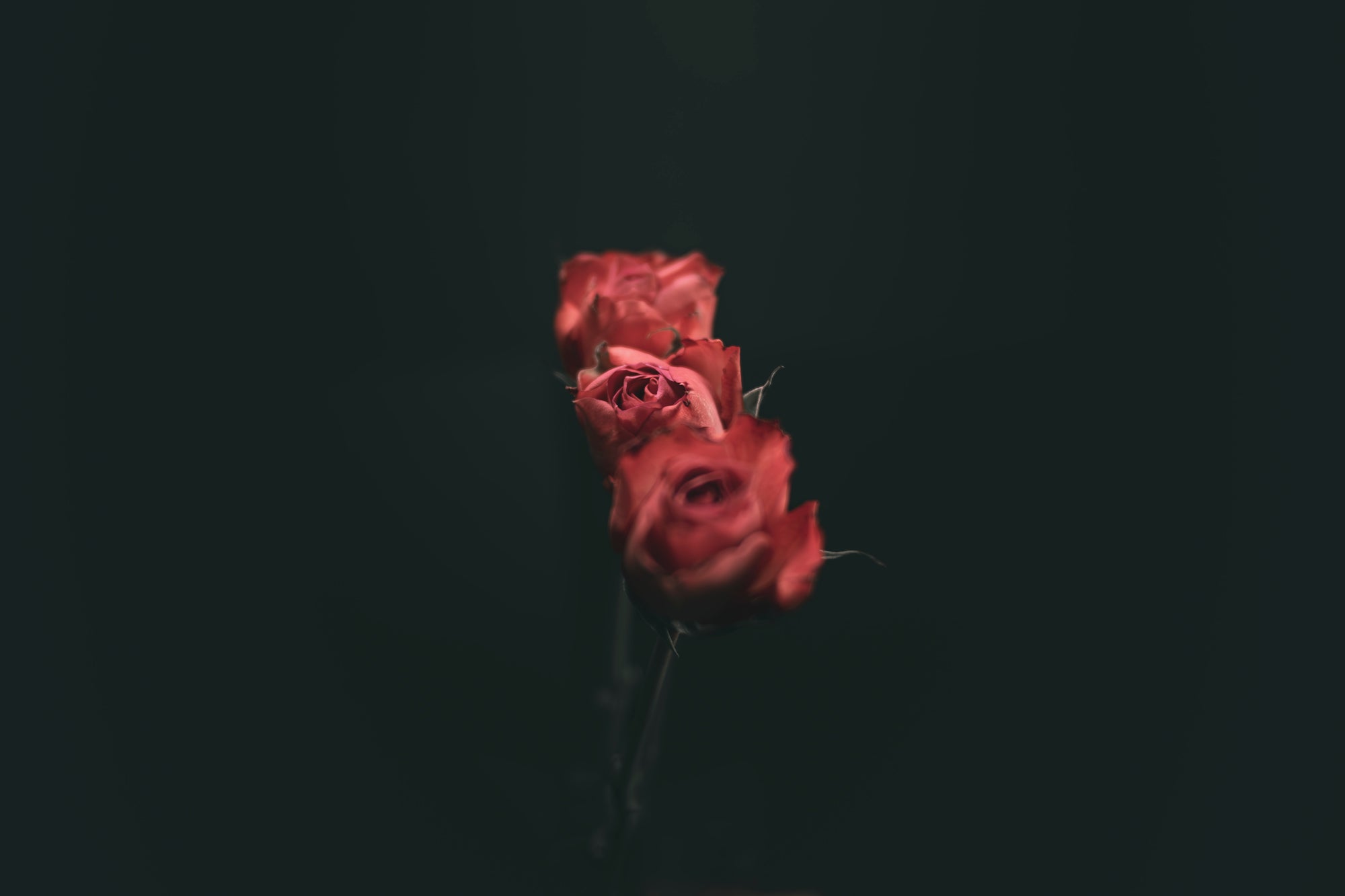 Three dried roses on a black background