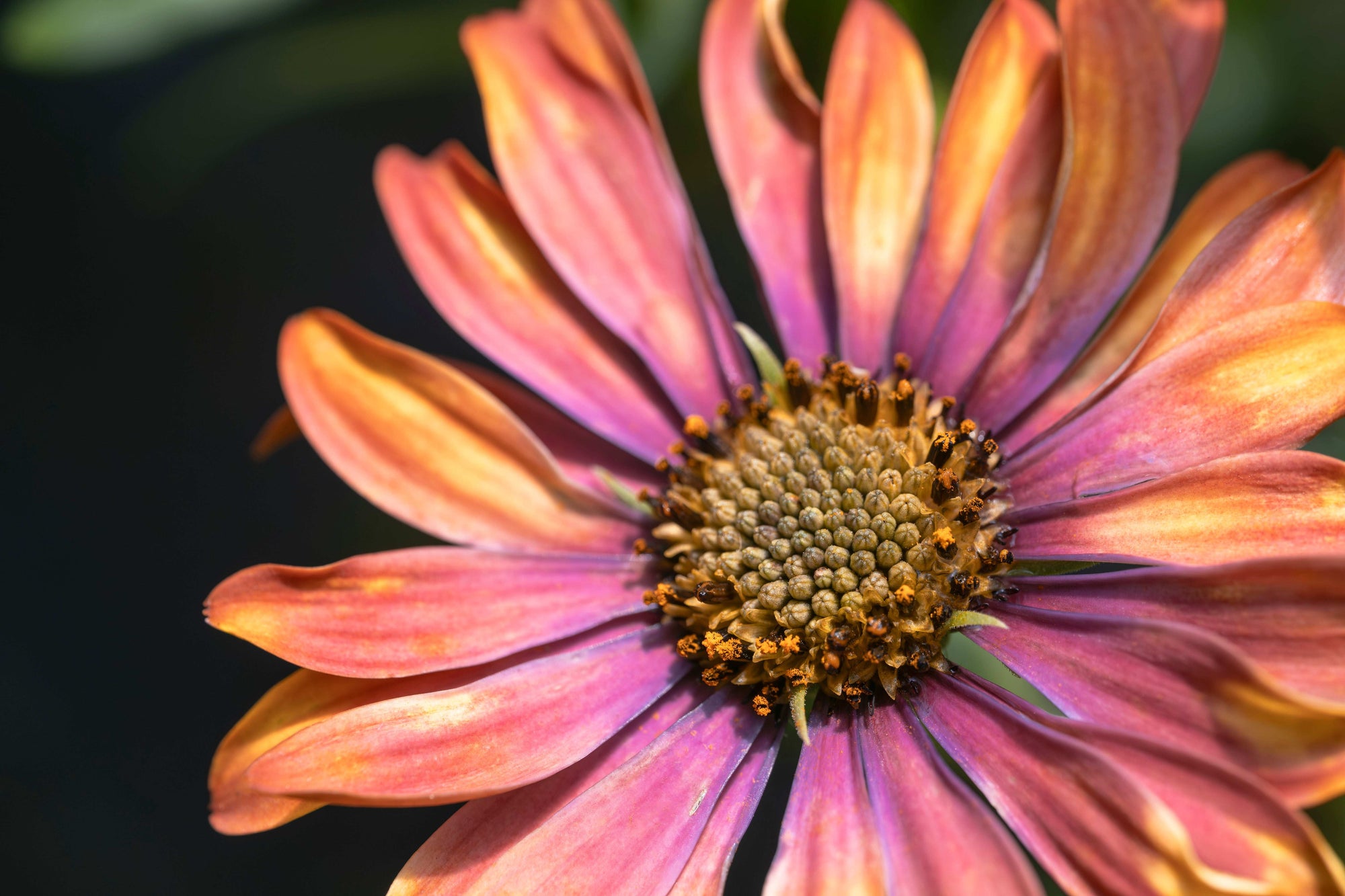 Close-up of a pink flower with a dark background