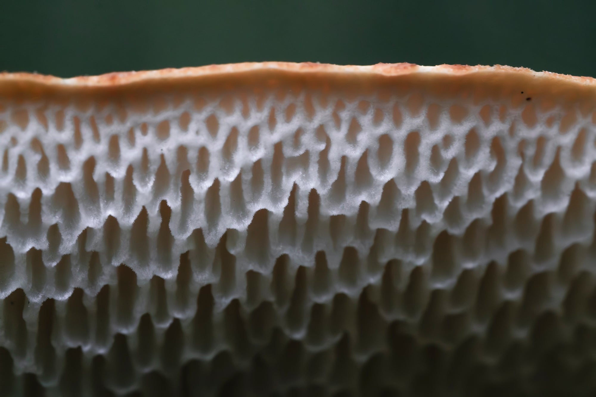 Gills - Digital Download