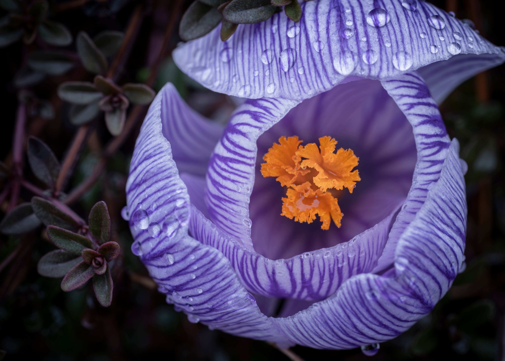 Close-up of a purple flower with orange center and water droplets on petals.