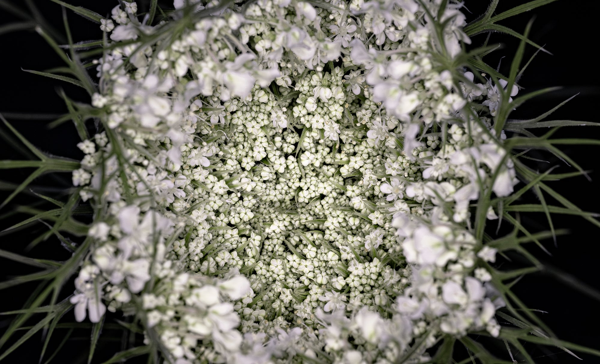 Lace - Digital Download