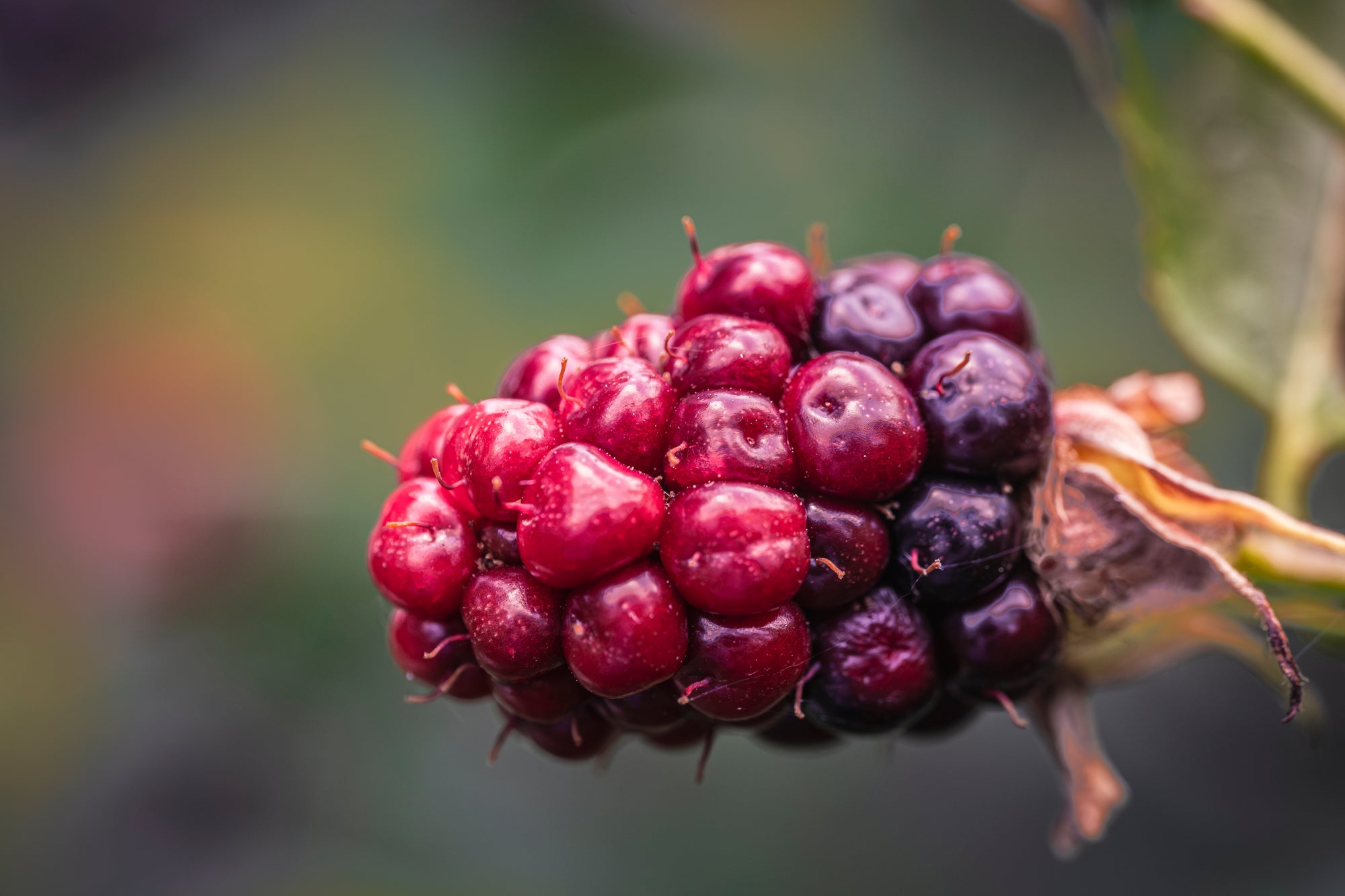 Close-up of a cluster of red and purple berries on a blurred background