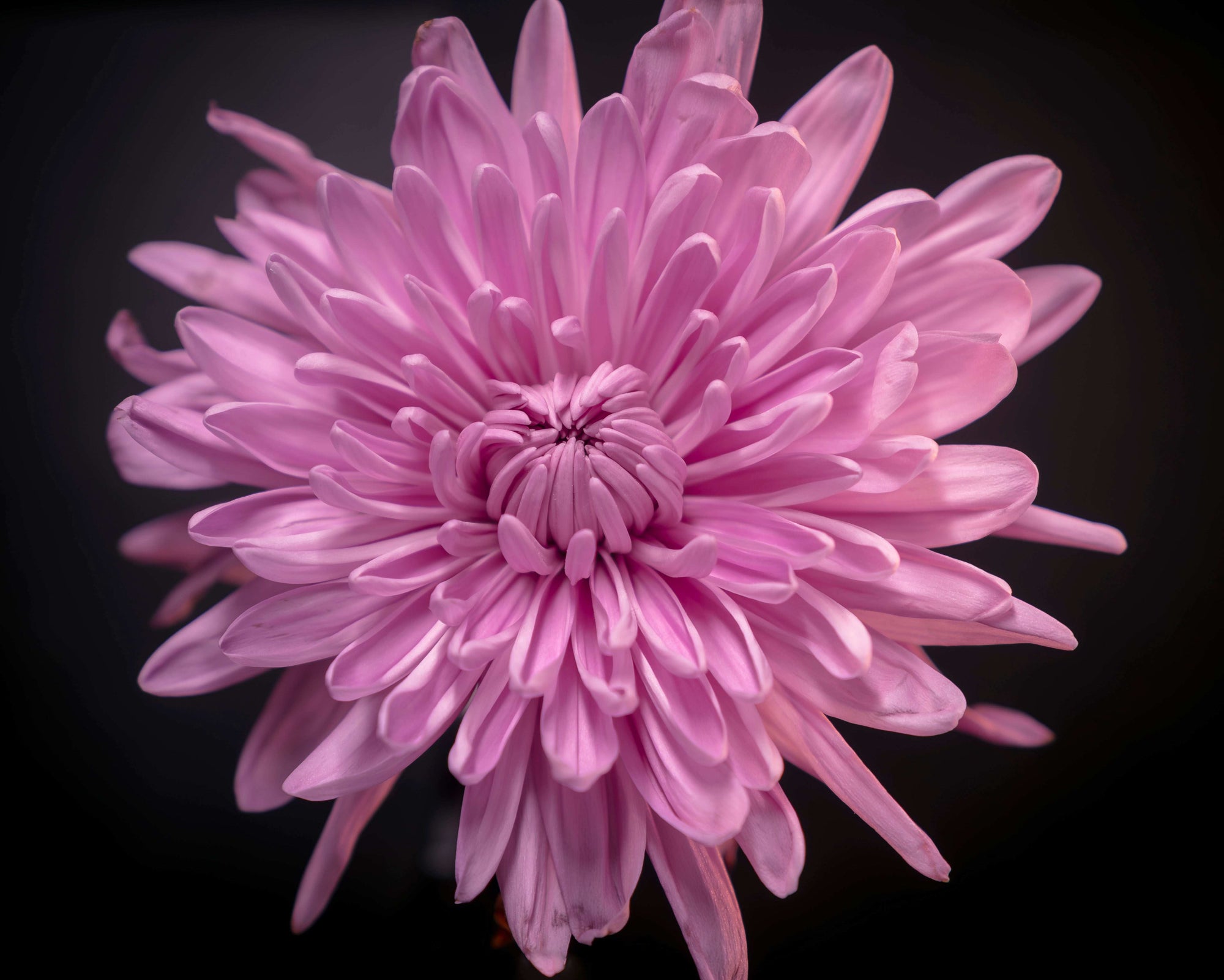 Close-up of a pink flower against a black background
