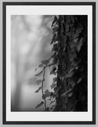 Ivy - Framed Print