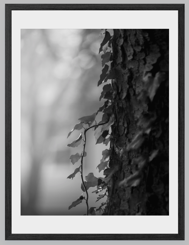 Ivy - Framed Print