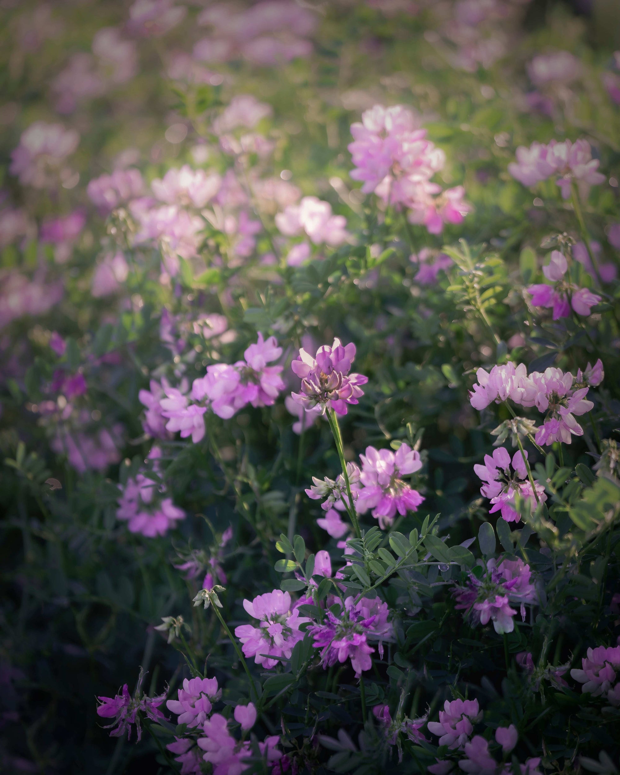 Spring Bloom - Digital Download
