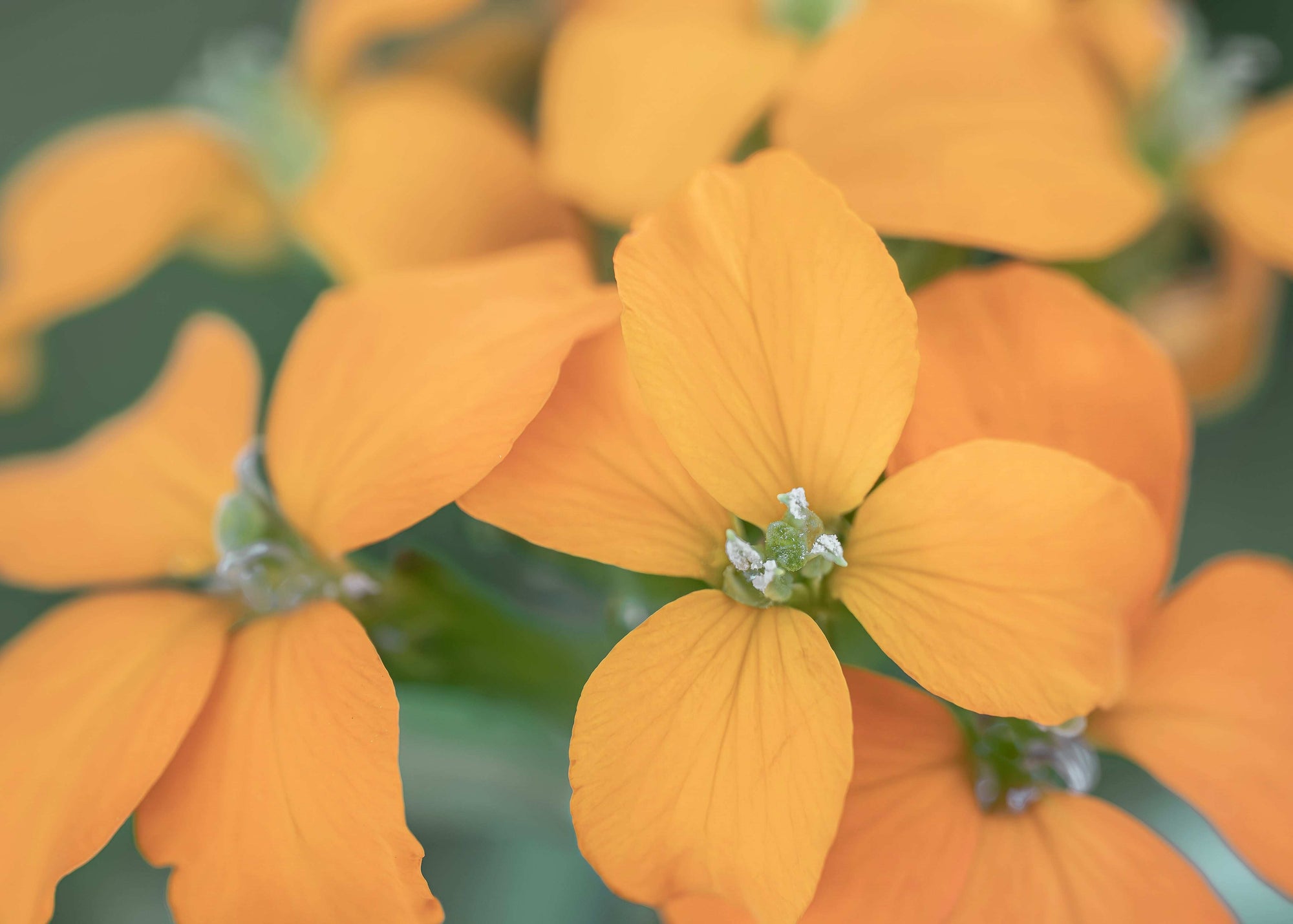 Close-up of bright yellow flowers with a blurred green background