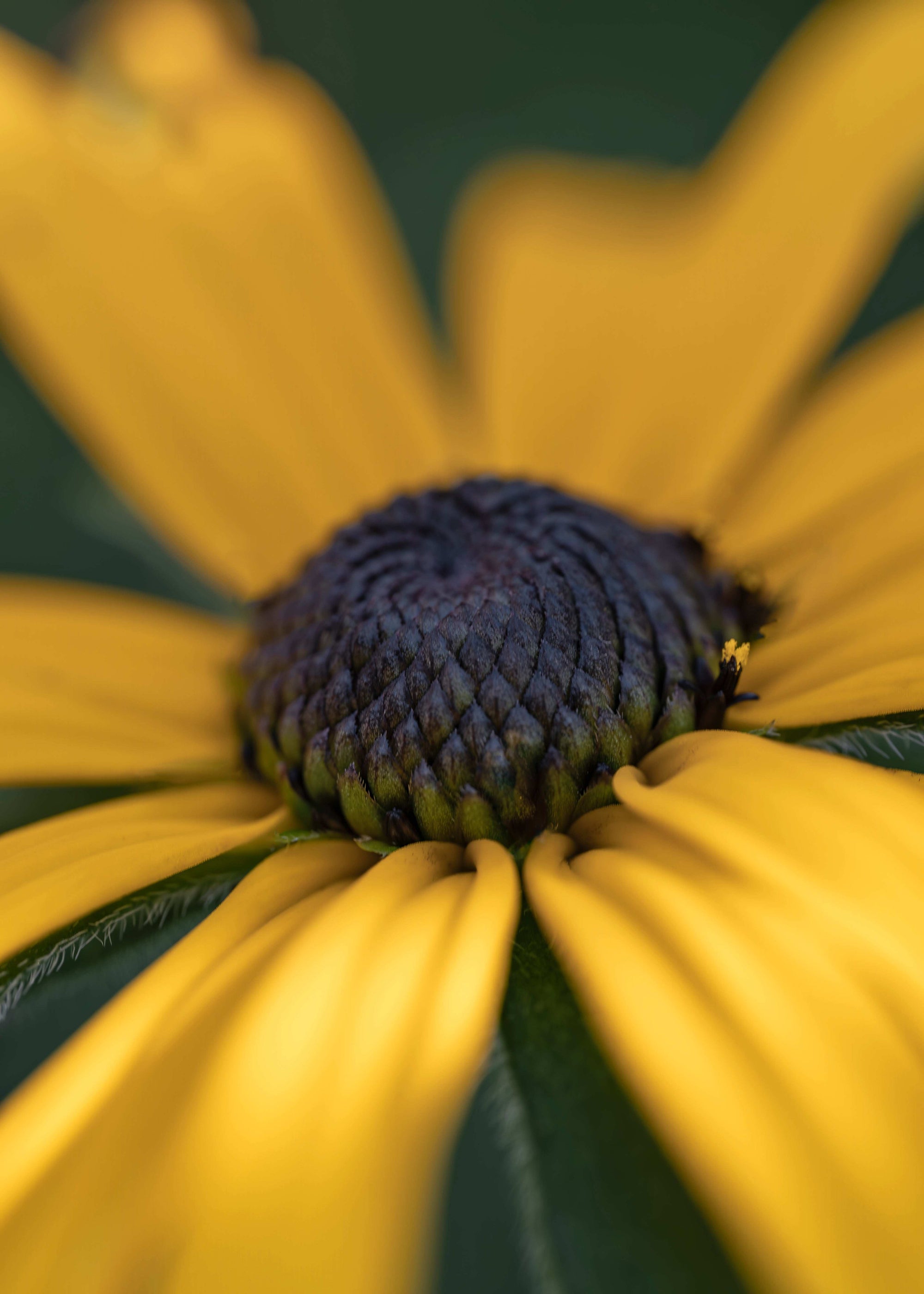 Close-up of a yellow flower with a blurred green background