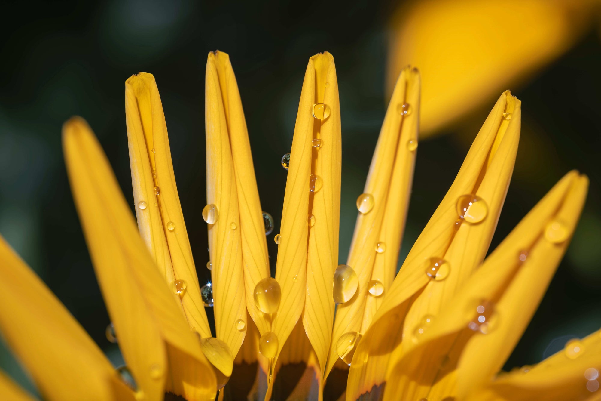 Close-up of yellow flower petals with water droplets on a dark background