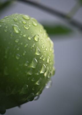 The Freshest Fruit - Digital Download