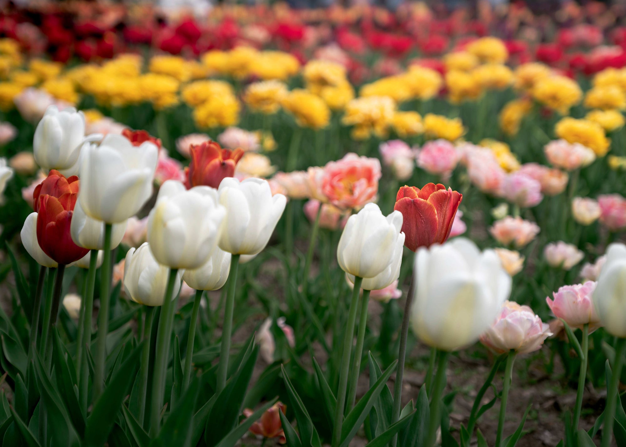 Colorful tulip field with white, red, yellow, and pink flowers.