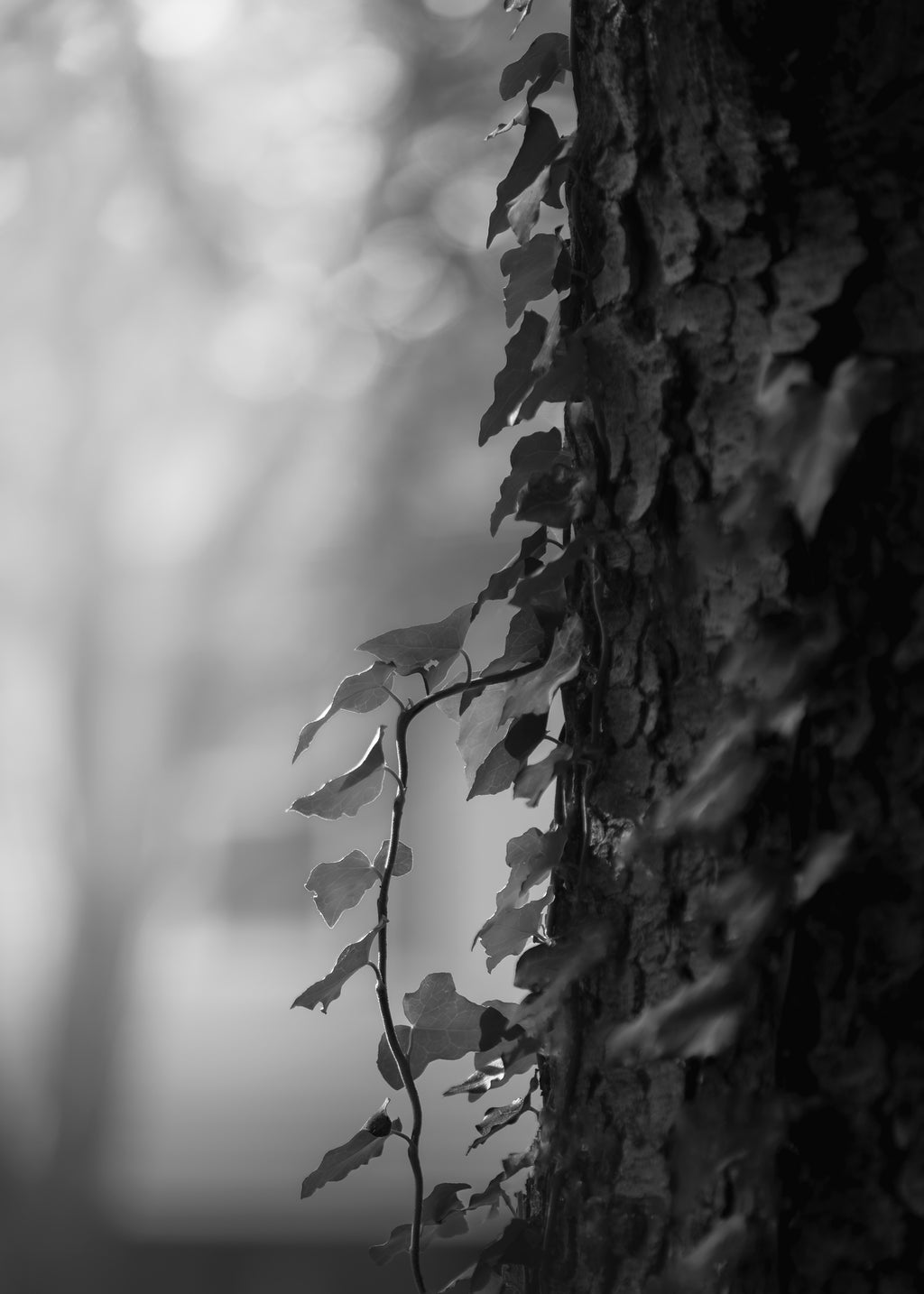 Ivy - Framed Print