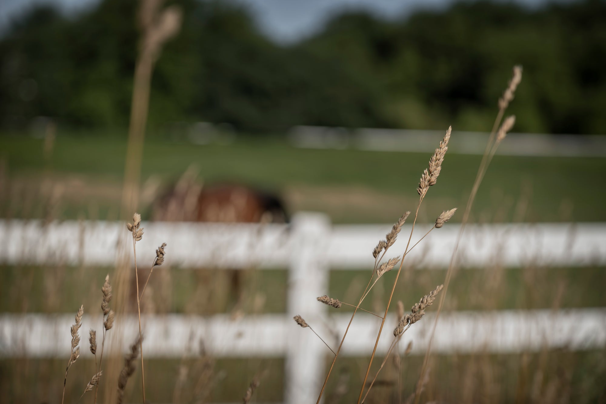 Farm Bliss - Digital Download